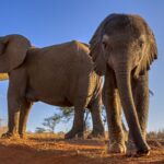 [Aggregator] Downloaded image for imported item #118770