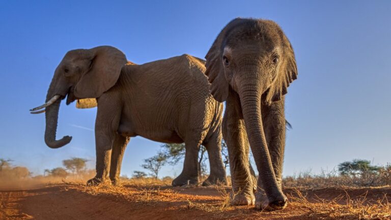 [Aggregator] Downloaded image for imported item #118770