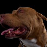 [Aggregator] Downloaded image for imported item #66170