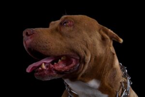 [Aggregator] Downloaded image for imported item #66170