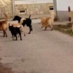 [Aggregator] Downloaded image for imported item #74703