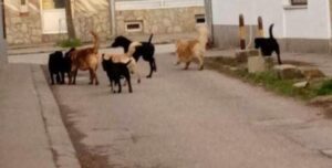 [Aggregator] Downloaded image for imported item #74703