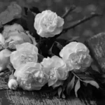 [Aggregator] Downloaded image for imported item #122077