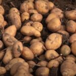 [Aggregator] Downloaded image for imported item #55323