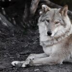 [Aggregator] Downloaded image for imported item #68641