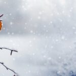 [Aggregator] Downloaded image for imported item #121747