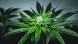 [Aggregator] Downloaded image for imported item #79960