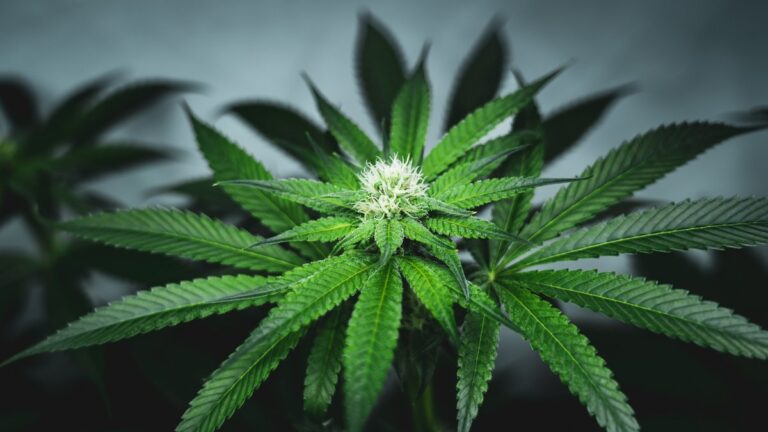 [Aggregator] Downloaded image for imported item #79960