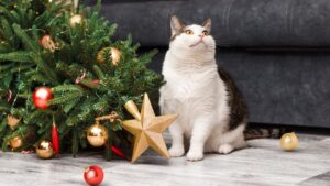 [Aggregator] Downloaded image for imported item #116291