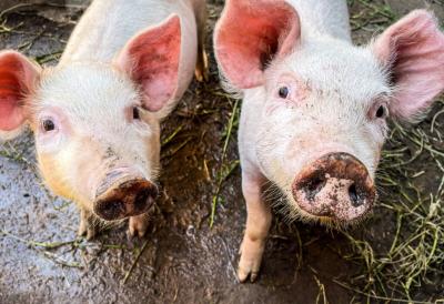 [Aggregator] Downloaded image for imported item #74082