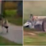 [Aggregator] Downloaded image for imported item #54637