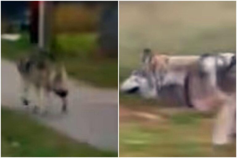 [Aggregator] Downloaded image for imported item #54637