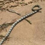 [Aggregator] Downloaded image for imported item #59099