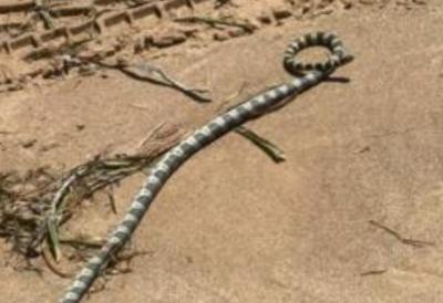 [Aggregator] Downloaded image for imported item #59099