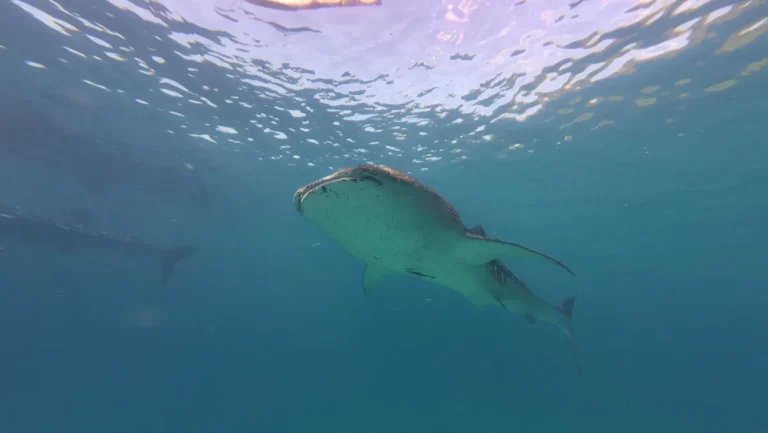 [Aggregator] Downloaded image for imported item #128492