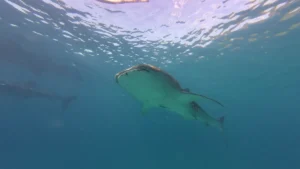 [Aggregator] Downloaded image for imported item #128492