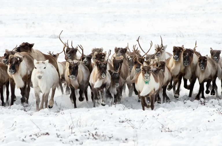 [Aggregator] Downloaded image for imported item #123480