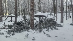 [Aggregator] Downloaded image for imported item #125225