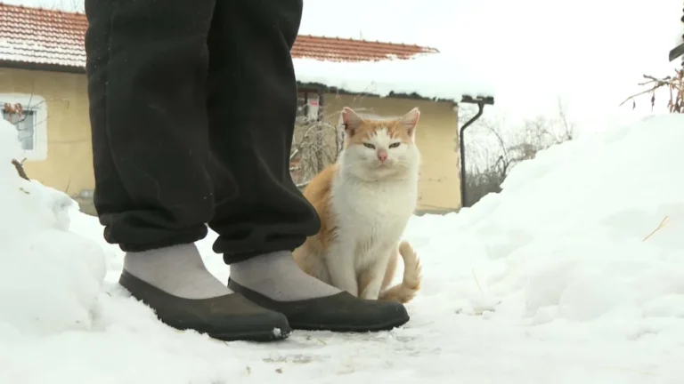 [Aggregator] Downloaded image for imported item #126155