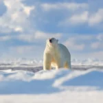 [Aggregator] Downloaded image for imported item #127262