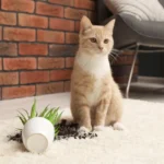 [Aggregator] Downloaded image for imported item #129699