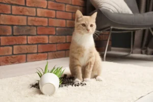 [Aggregator] Downloaded image for imported item #129699