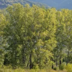 [Aggregator] Downloaded image for imported item #130442