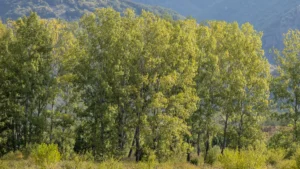 [Aggregator] Downloaded image for imported item #130442