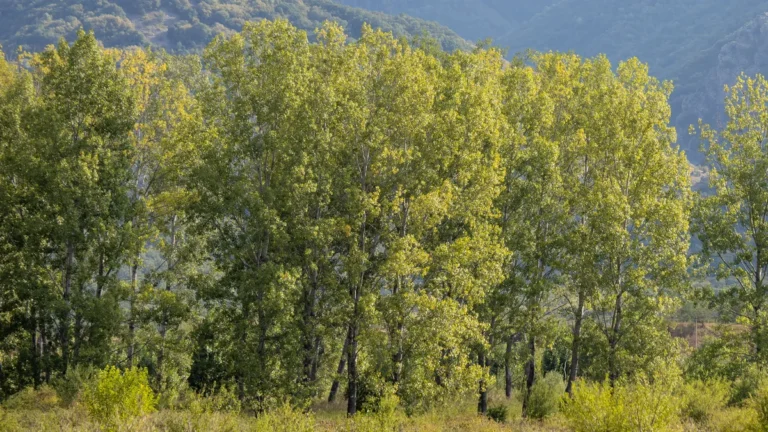 [Aggregator] Downloaded image for imported item #130442