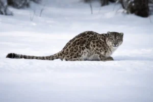 [Aggregator] Downloaded image for imported item #131054