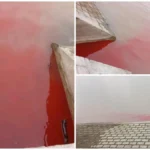 [Aggregator] Downloaded image for imported item #132471