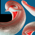 [Aggregator] Downloaded image for imported item #132555