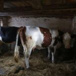 [Aggregator] Downloaded image for imported item #132445