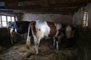 [Aggregator] Downloaded image for imported item #132445