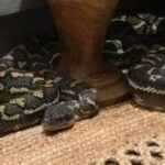 [Aggregator] Downloaded image for imported item #127741