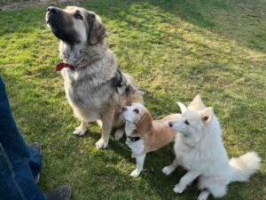 [Aggregator] Downloaded image for imported item #132433