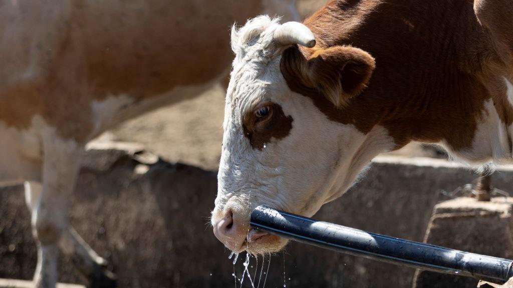 krava pije vodu