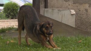 [Aggregator] Downloaded image for imported item #130779