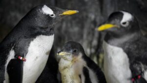 [Aggregator] Downloaded image for imported item #130254