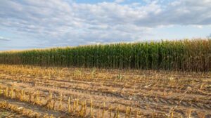 [Aggregator] Downloaded image for imported item #127802