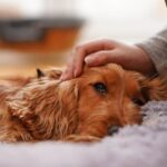 [Aggregator] Downloaded image for imported item #123665