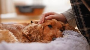 [Aggregator] Downloaded image for imported item #123665