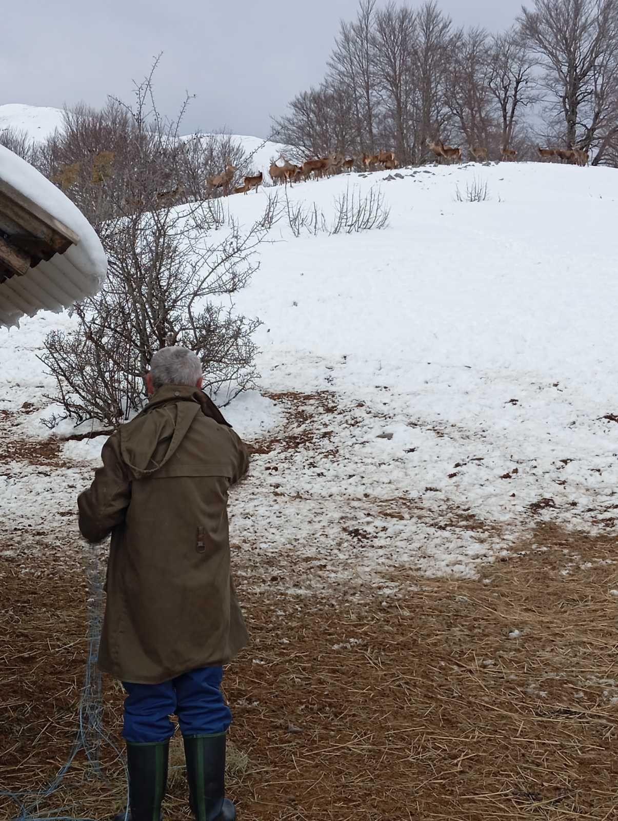mu&scaron;karac u zelenoj jakni okrenut leđima gleda u pravcu jelena, koji su na brdu između drveća