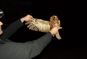 [Aggregator] Downloaded image for imported item #133406