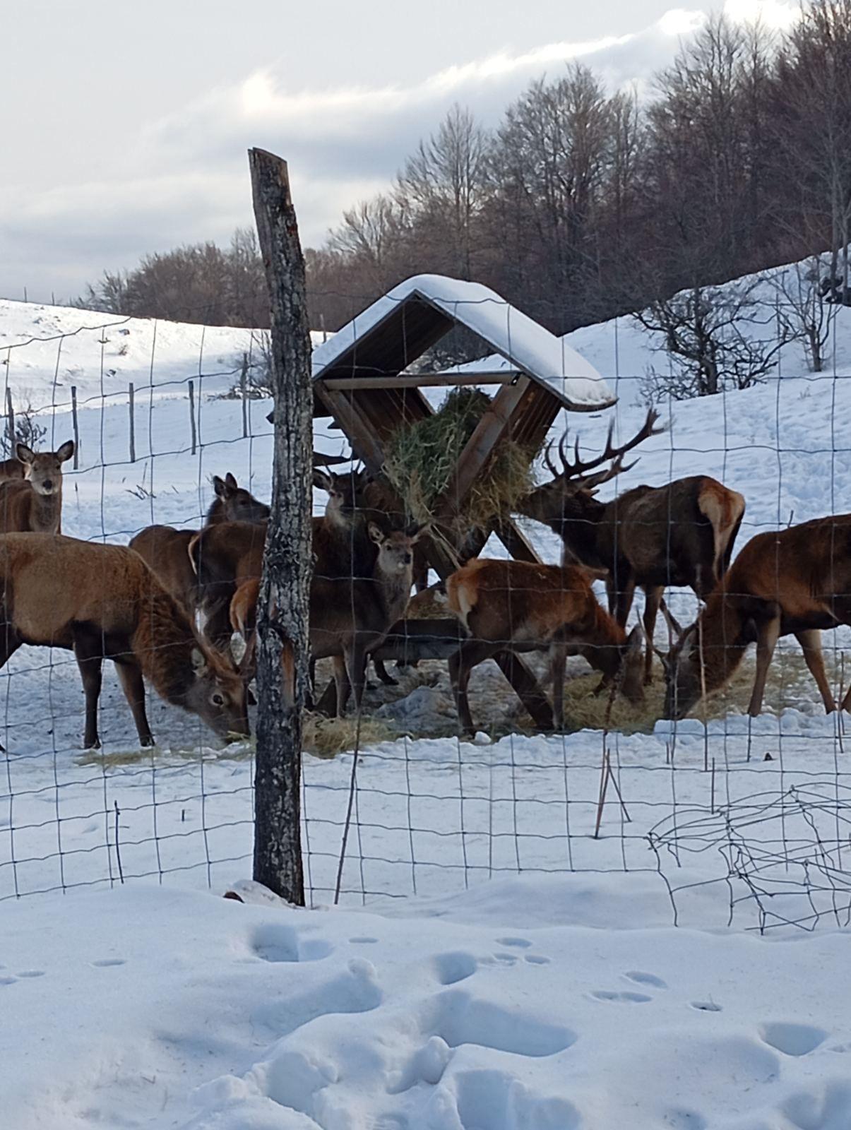 jeleni iza žičane ograde, okupljeni oko hranilice