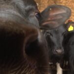 [Aggregator] Downloaded image for imported item #136961