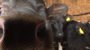 [Aggregator] Downloaded image for imported item #136961