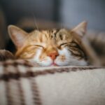 [Aggregator] Downloaded image for imported item #141574