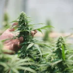 [Aggregator] Downloaded image for imported item #133782