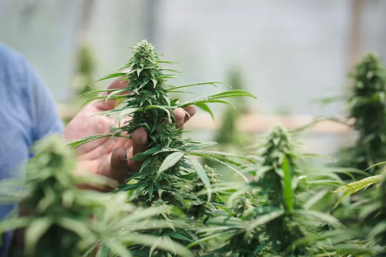 [Aggregator] Downloaded image for imported item #133782